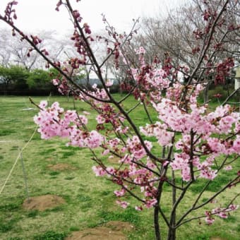 春のかしまです。桜は日本人のこころです！　＆　＜空飛ぶ鹿島灘の漁船？＞