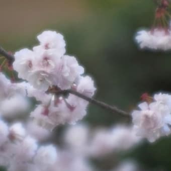 a blossom