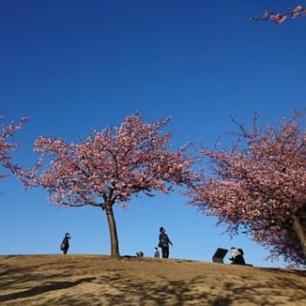 河津桜を見に行ってきました♪