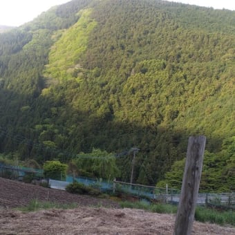 令和7年5月11日・今朝の東祖谷12℃（11.6℃）