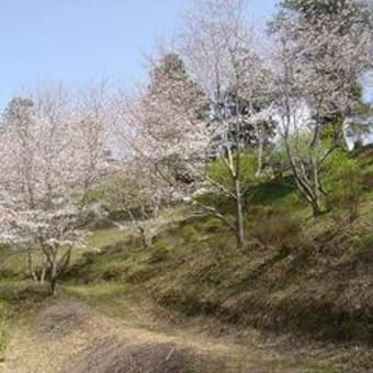 春季彼岸会法要にあわせて咲いた桜♪