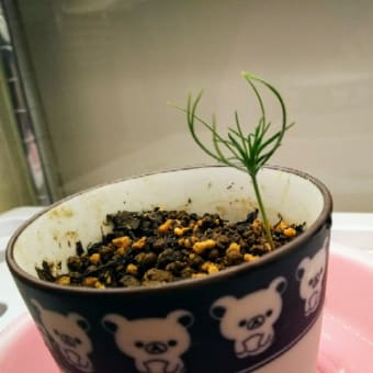 黒松発芽から19日目(たぶん)