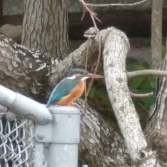カワセミに出会えた