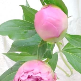 花の記憶