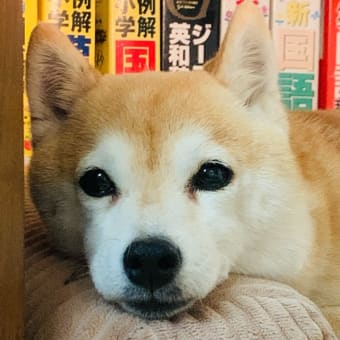 花より団子⁉️食欲の春⁉️