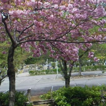 春の墓参り