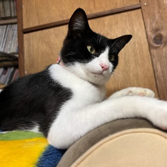 家猫になって10日目のボク