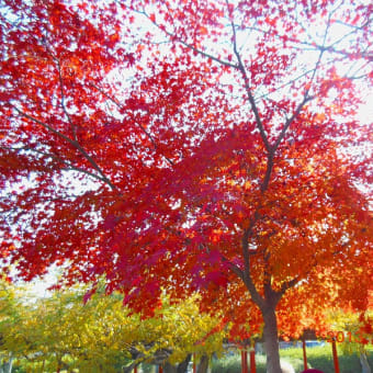 石山寺の紅葉と乙女サザンカ
