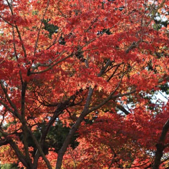 お宮の紅葉