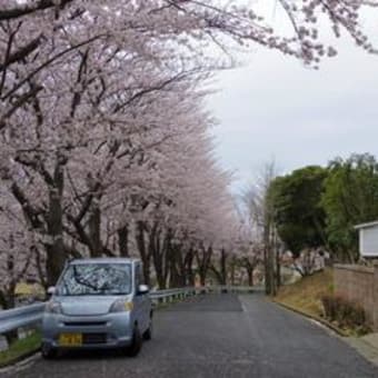 桜並木Ⅱ