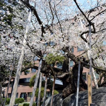 2018年4月21日　石割桜