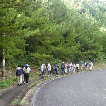 諸鈍長浜ウォーキング観察会　　テリハノイバラなど