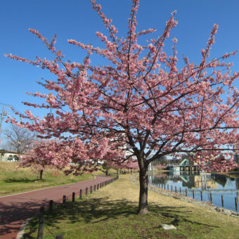 旧中川、ゆりのき橋そばの河津桜（１５日）♪。