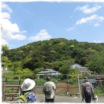 大人の自然観察散歩「里と川沿いin子安の里」