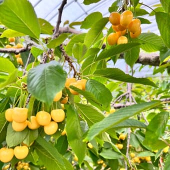 7月25日(火)園内状況🍒