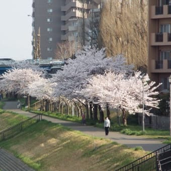 関屋分水の桜