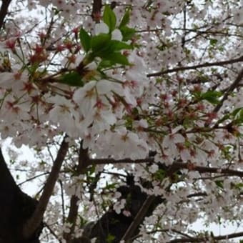 桜　春の匂い