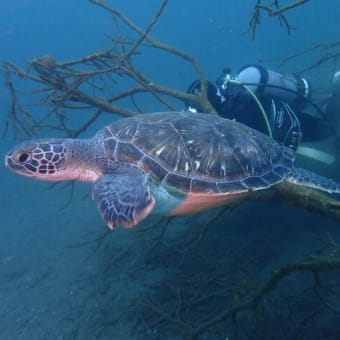 大瀬崎でカメ発見