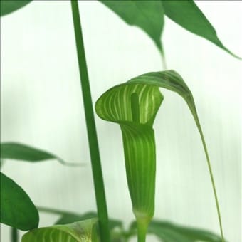 台湾からはA.grapsospacix、中国からは車葉のA.consaguineumです。
