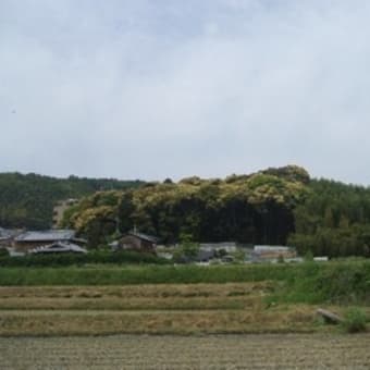 走田神社のシイの森（長岡京市を龍馬がゆく）