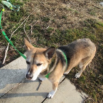 元保護犬との暮らし、朝散歩