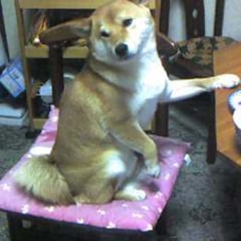 椅子に座って注文する犬