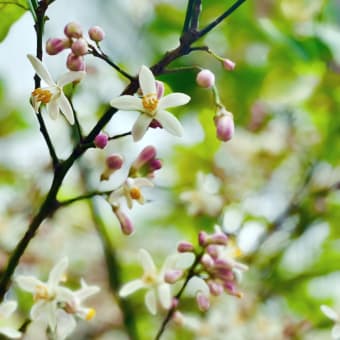 現役でもできる町会活動のために力になってほしいこと