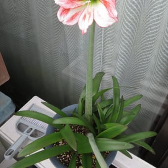 実生アマリリスの花が咲きました！