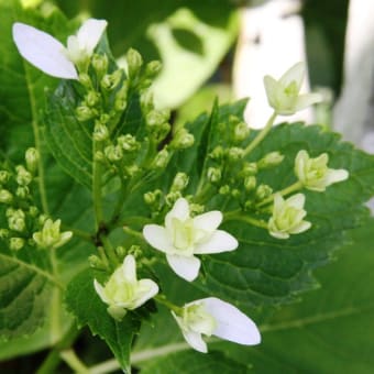 我が家の紫陽花が咲き始めた。