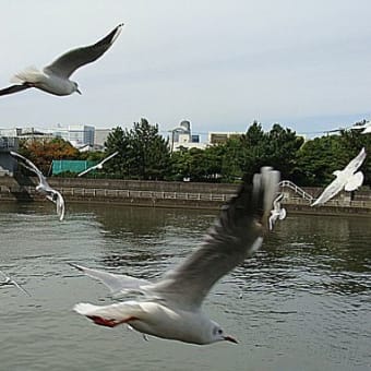 カモメを好きになると