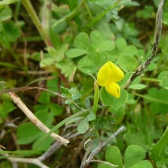 角島の植物たち