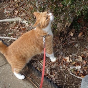 散歩が好きな猫