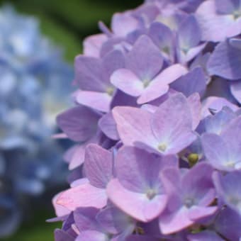 アジサイ 紫陽花