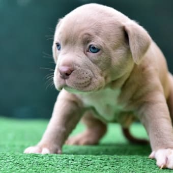 あれってそれって何と云う犬種なの？　～　最近見かける大きなグレーのブル