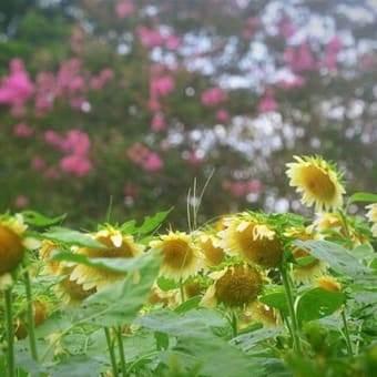 馬見丘公園の向日葵