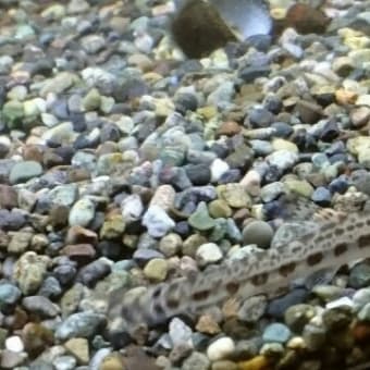 我が家の飼育魚(トウカイコガタスジシマドジョウ)