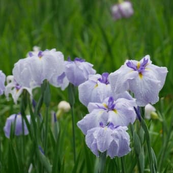 吉香公園の花菖蒲園