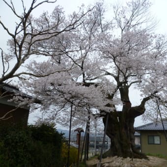 飯田の一本桜を追いかけて４　