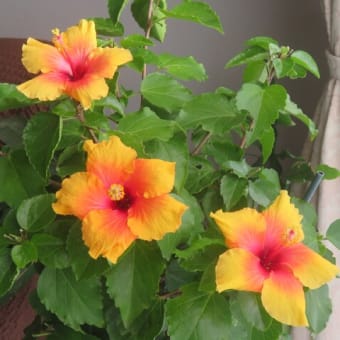 12月の植物（自宅）＆ご挨拶
