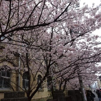 ２０２５年も管大臣社の飛梅と旧成徳中学校の桜　＠　京都妖怪探訪（９０７）