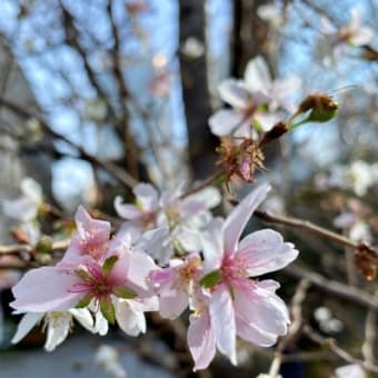 明けましておめでとうございます