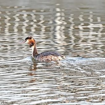 運河端の野鳥