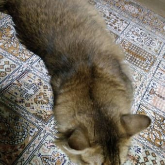 ツチノコ