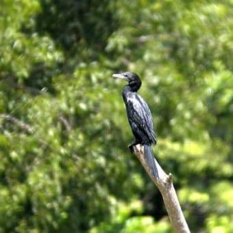 アジアコビトウ