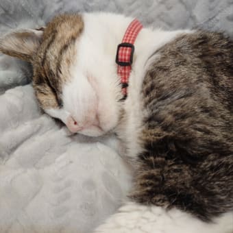 ありがとう