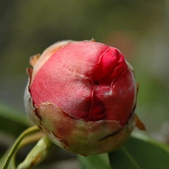 生命力