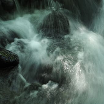 花の端境期の水林自然林には菌従属栄養植物などが（2025.6.8）#1