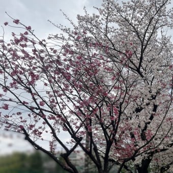 桜満開