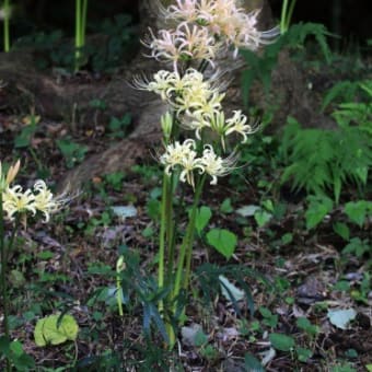 泉の森　白花彼岸花