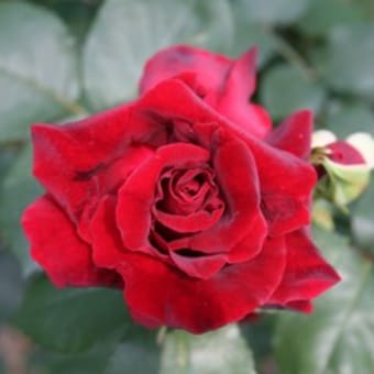 今日の名花　ジョセフィンブルース（HT）、ジャックカルチェ、フレンチレース・・・